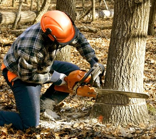 Tree Removal in Dumont, MN
